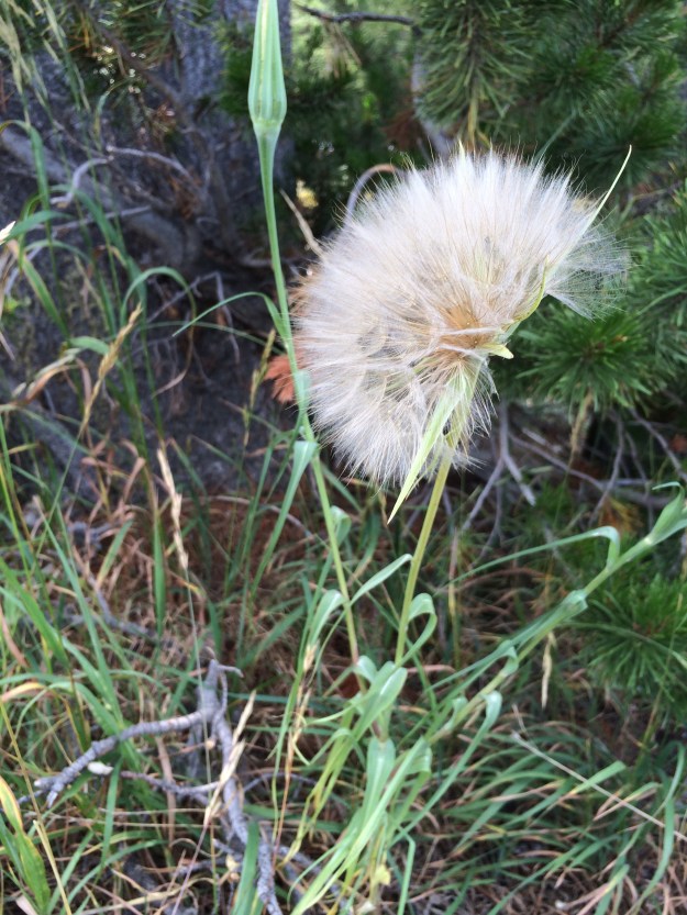 giant dandelion