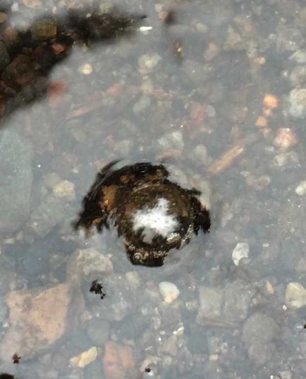 insect bubble close up