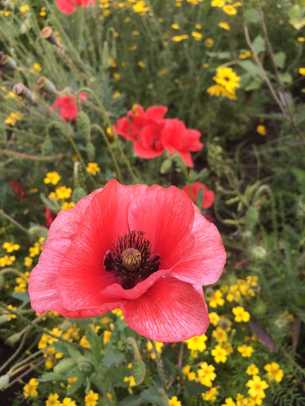 poppies