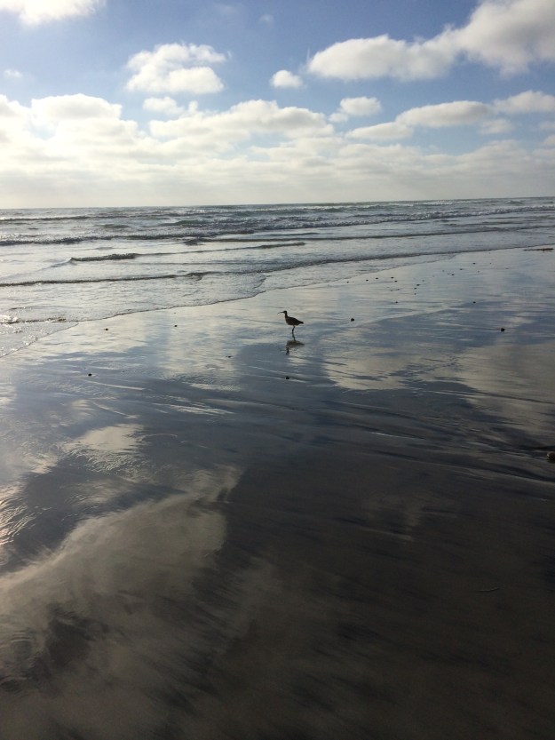 sandpiper reflected clouds
