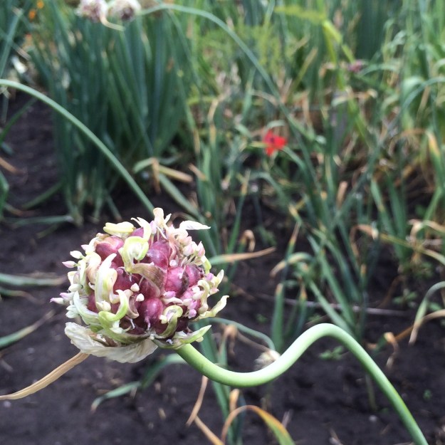 texture_red and white onion