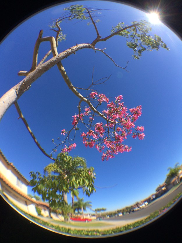 tree blossoms_fisheye
