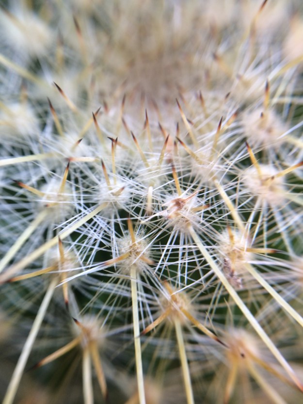 cactus spines
