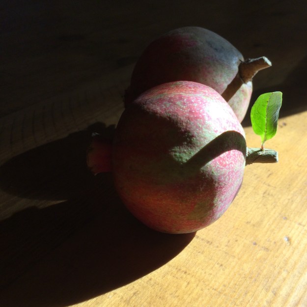 pomegranate in sun