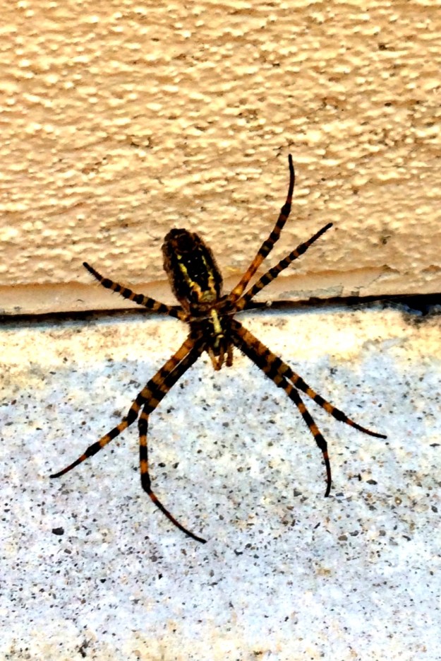 school spider