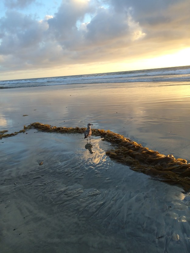 seagull in soft light