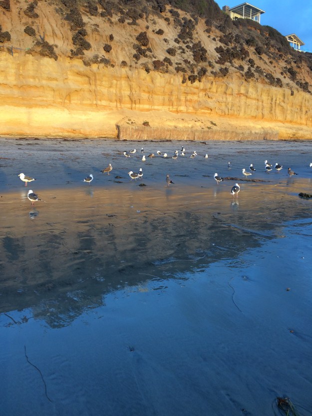 seagulls in the blue light