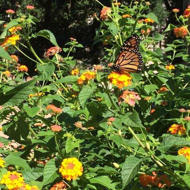 butterfly in Raleight