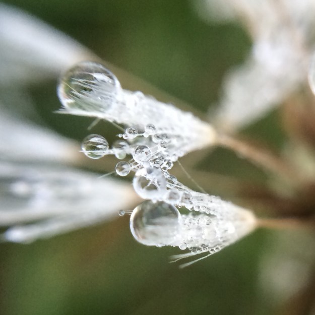 dandelion in dew drop