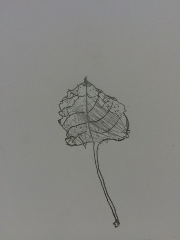 leaf sketch