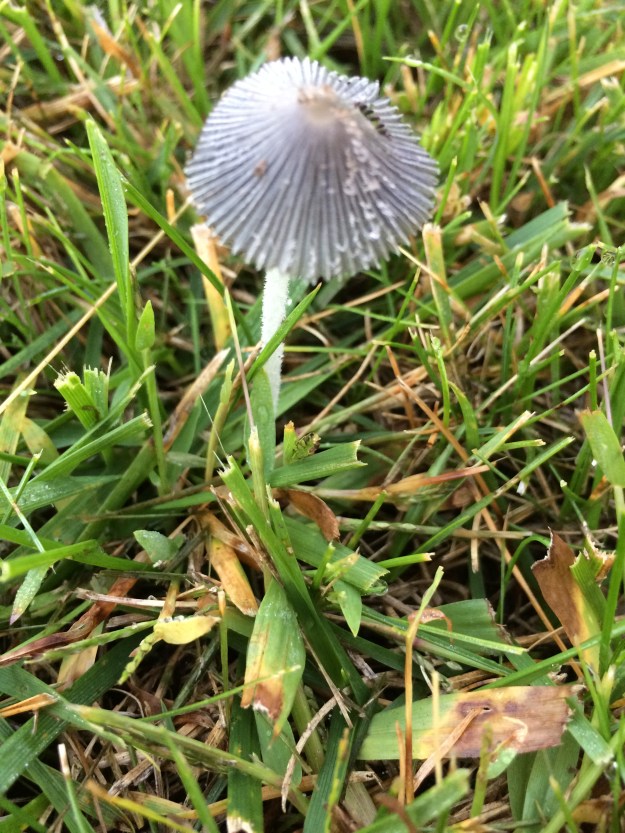 mushroom in the grass