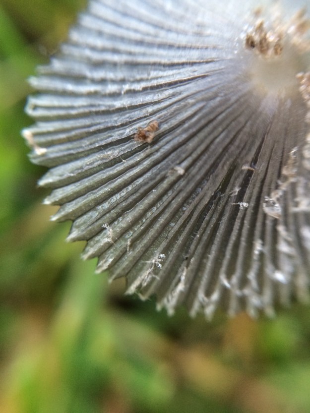 mushroom macro