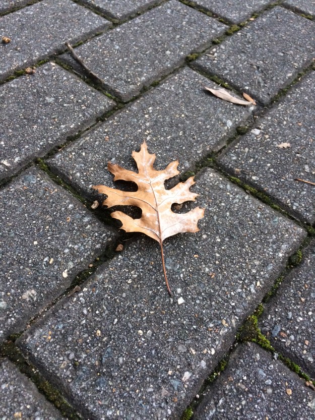 oak leaf