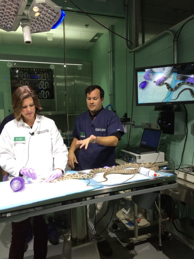 vets with a snake
