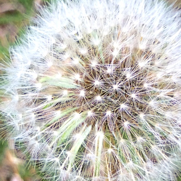dandelion puffball