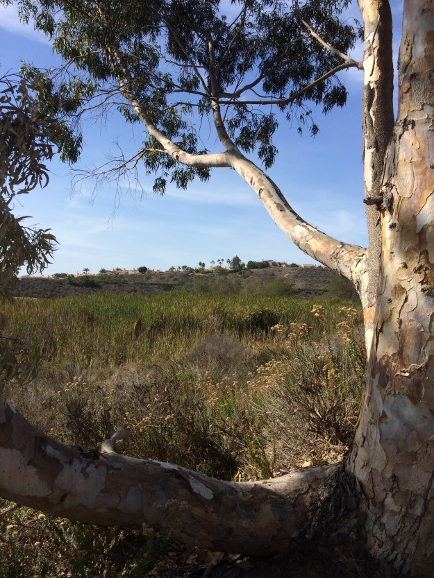 framed by eucalyptus