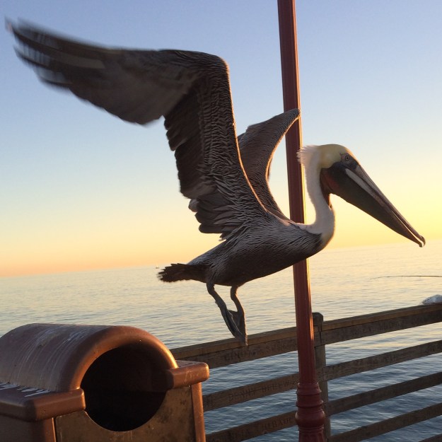 pelican in flight