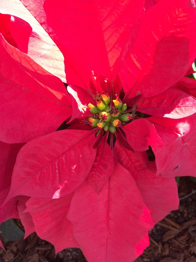 poinsettia in sunlight