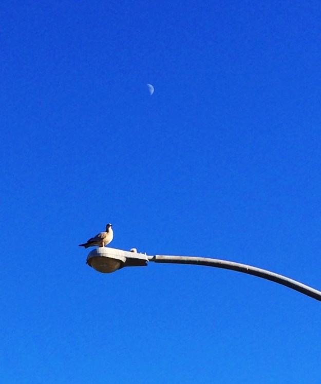 seagull and moon