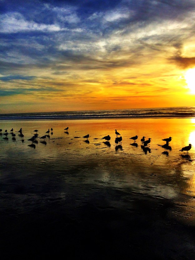 seagulls and colorful sky