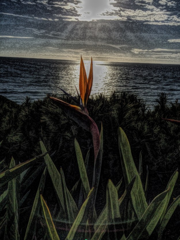 bird of paradise and sun