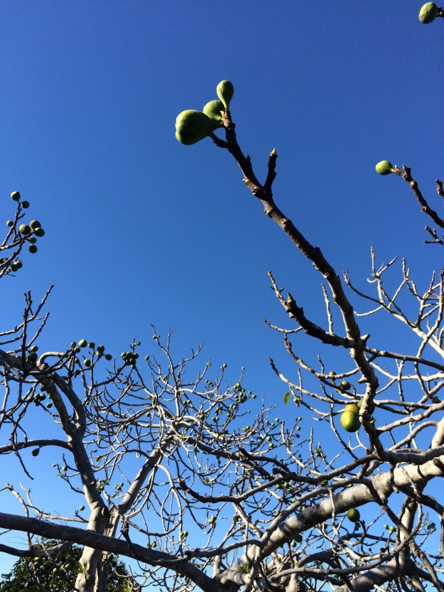 figs on a bare tree
