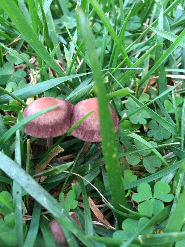 mushrooms in the grass