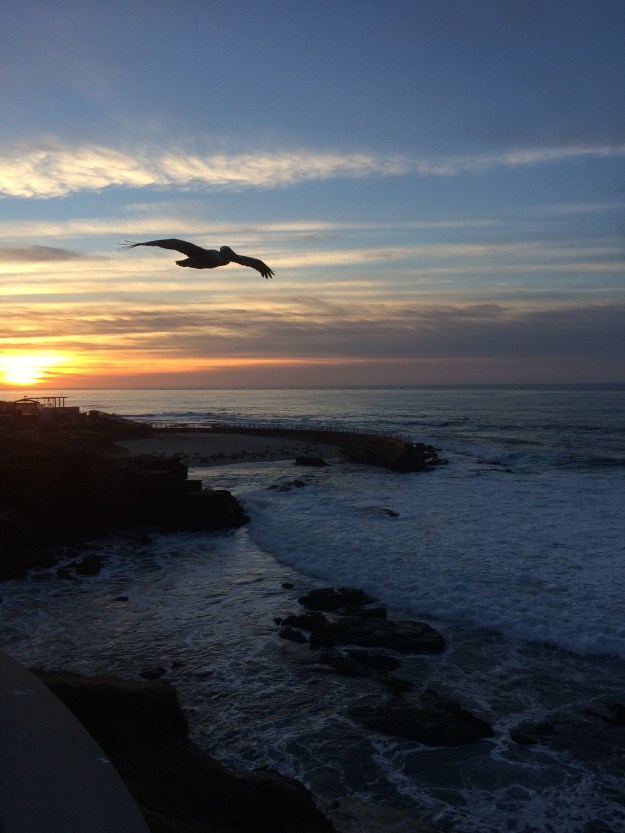 pelican and sunset
