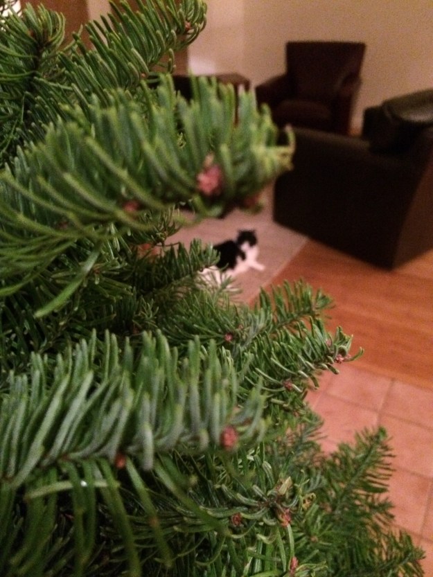 Phil through the tree