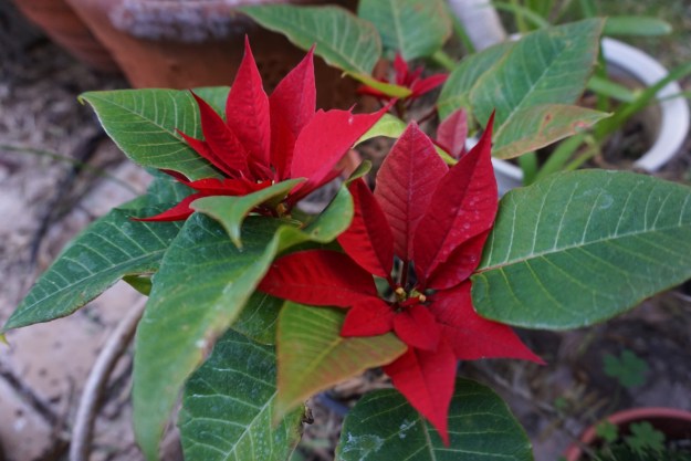 poinsettia in the wild