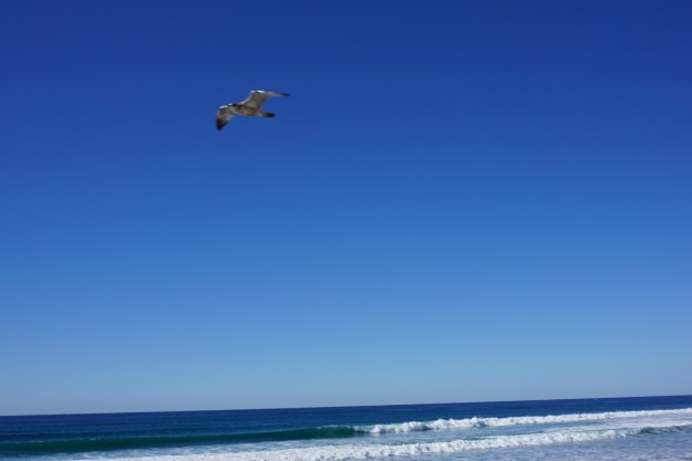seagull in flight