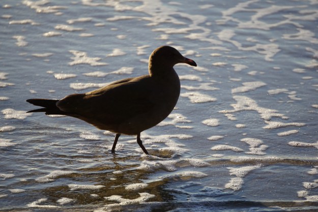 seagull silhouette
