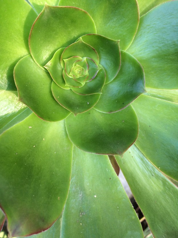 succulent