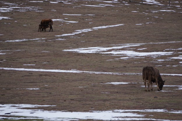 cows and snow