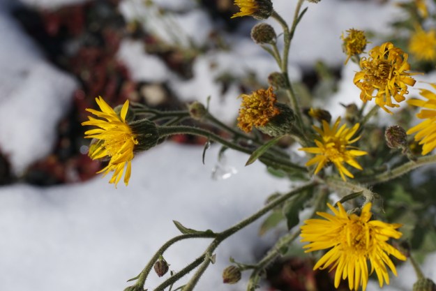 dandelions in the snow