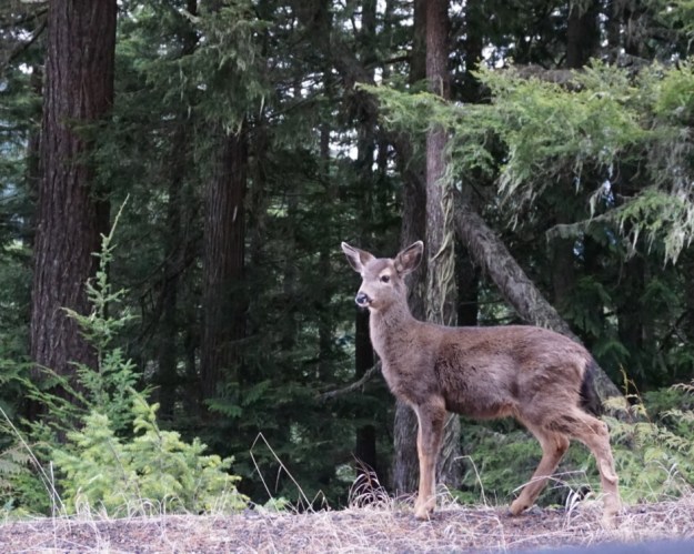 deer near Hurricane Ridge