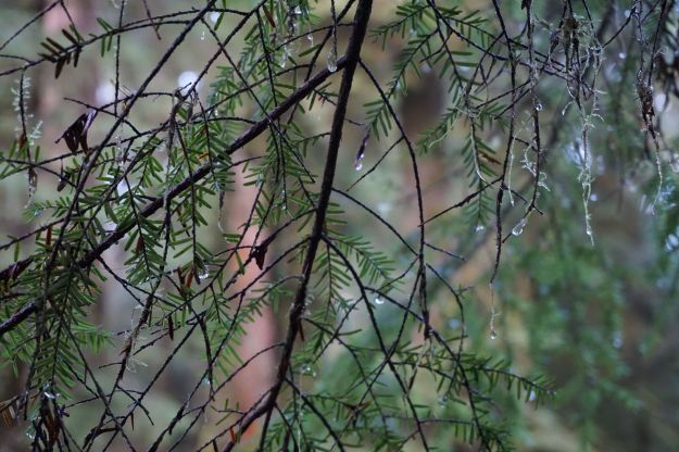 drops from the branches