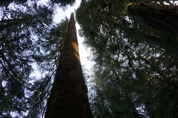 even dead trees contribute