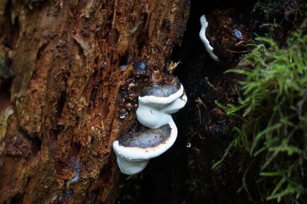 fungus on tall trunks