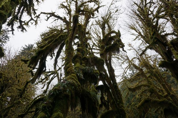 moss covered trees 2
