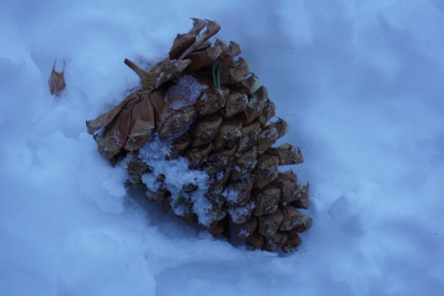 pinecone in the snow