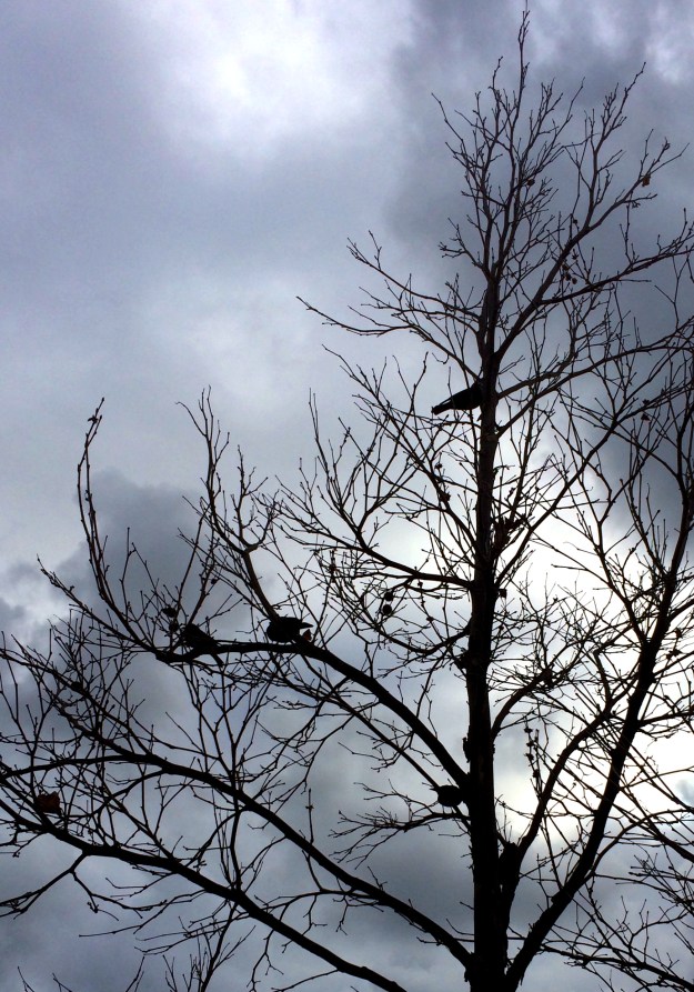birds in a tree