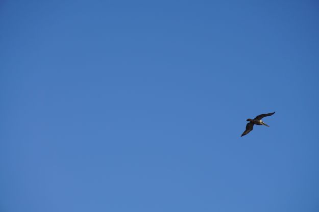 peleican in flight