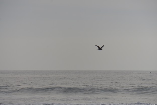 seagull on a gray day