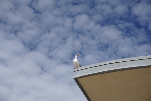 seagull sounding the alarm