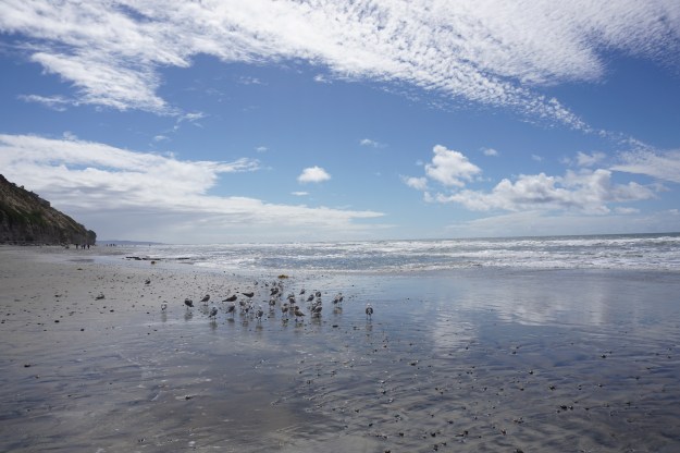 seagulls with clouds