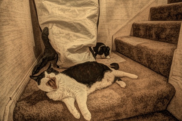 spirited--yawning cat