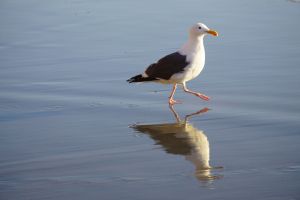 struttin' gull