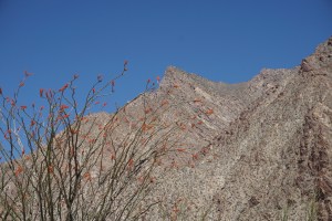 mountain and flowers