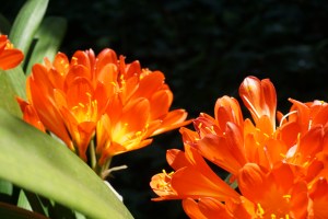 orange flowers in the  light